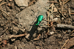 Cicindela denikei
