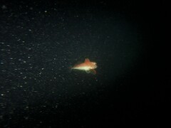 Spotted Gurnard photo 2