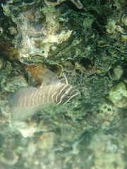 Asian Estuarine Blenny photo 2