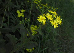 Senecio rufiglandulosus