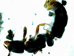 Leptogenys kitteli