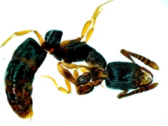 Leptogenys kitteli