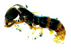 Leptogenys kitteli