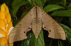 Marumba sperchius
