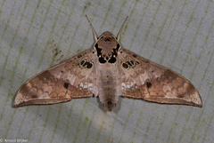 Ambulyx canescens