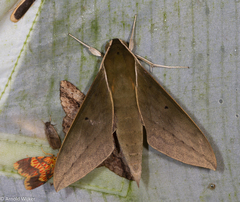 Theretra boisduvalii