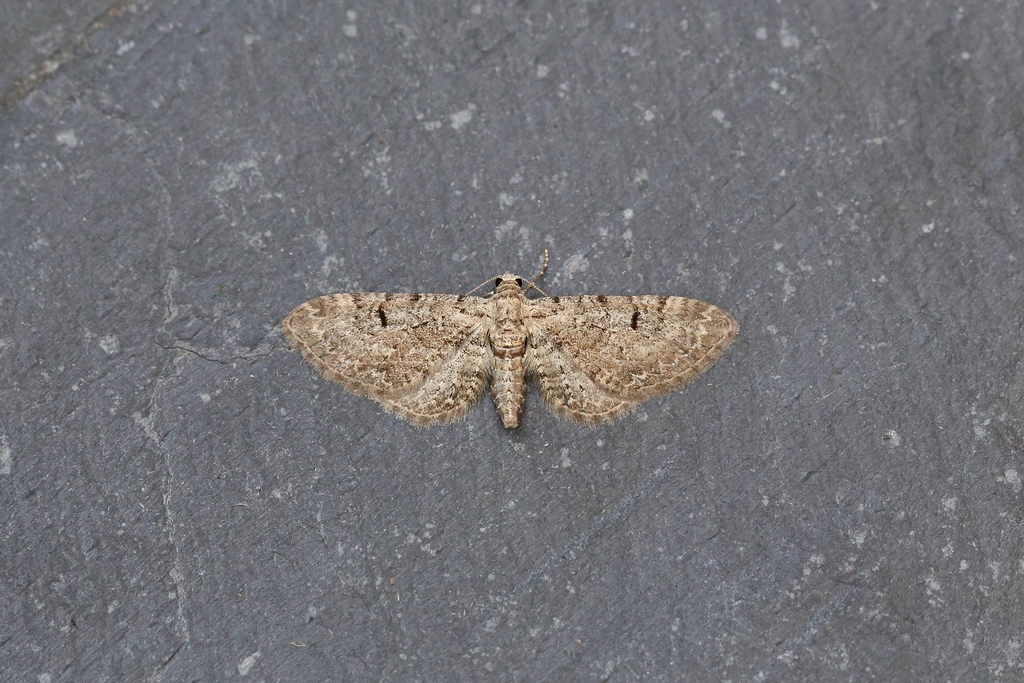 Pimpinel Pug