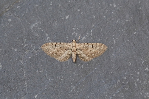 Pimpinel Pug