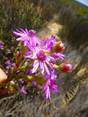 Ruschia tumidula