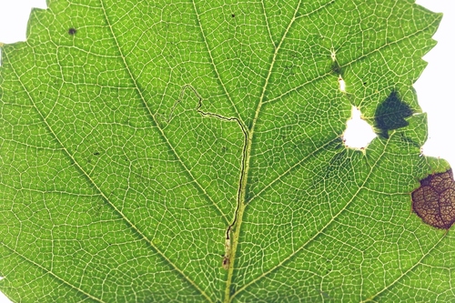 Pale Birch Pigmy