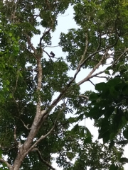 Spizaetus melanoleucus