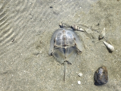 Tachypleus tridentatus