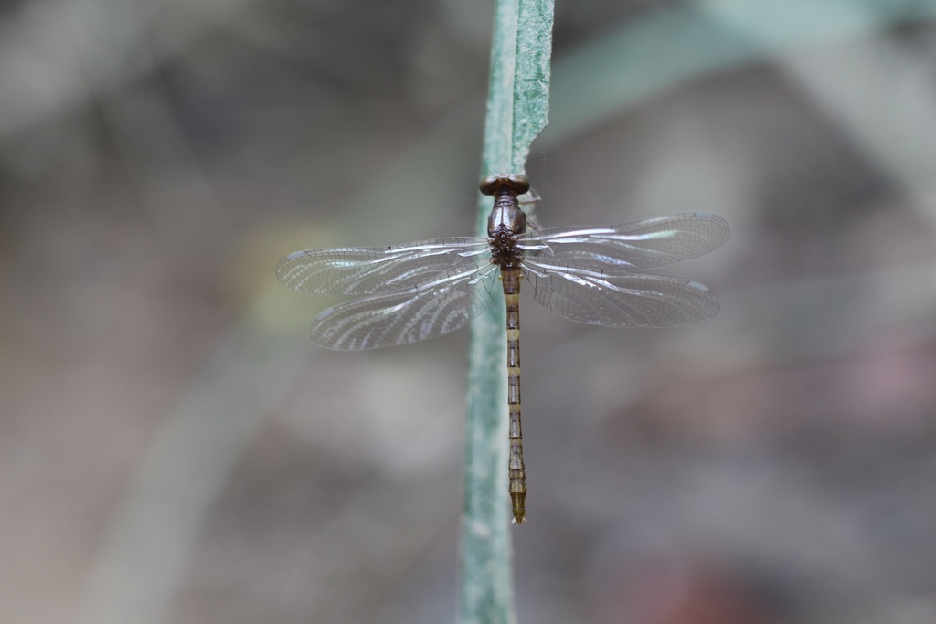 Arthur’s clubtail