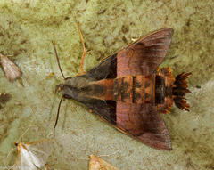 Macroglossum passalus