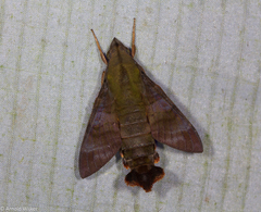 Macroglossum corythus