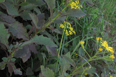 Senecio rufiglandulosus