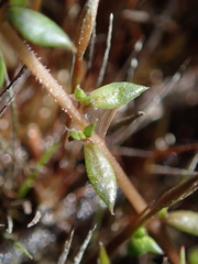 Euphrasia wettsteiniana