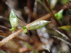Euphrasia wettsteiniana