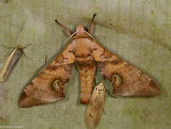 Daphnusa ocellaris