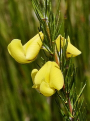 Aspalathus uniflora