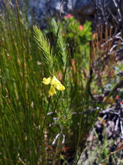 Aspalathus uniflora