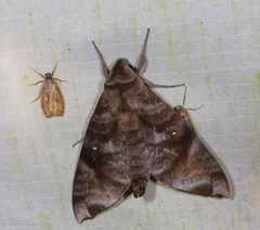 Acosmeryx pseudonaga