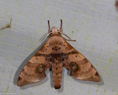 Daphnusa ocellaris