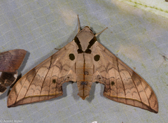 Ambulyx substrigilis