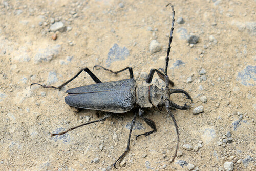 Psalidognathus colombianus