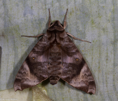 Acosmeryx pseudonaga