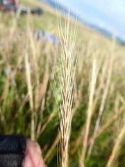 Festuca bromoides
