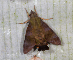 Macroglossum corythus