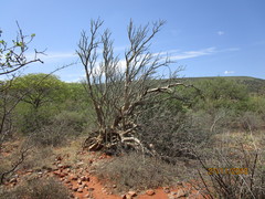 Sesamothamnus lugardii