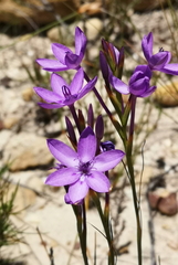 Thereianthus longicollis