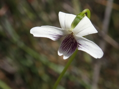 Viola lyallii