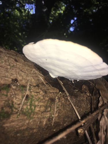 Microporus affinis image