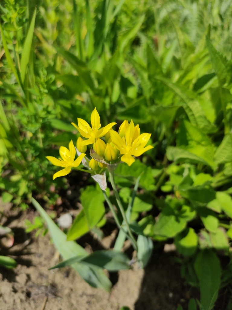 Allium moly, Москва, Россия, 129223
