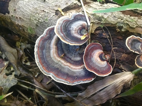 Microporus image