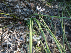 Hesperantha bachmannii
