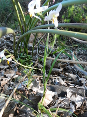 Hesperantha bachmannii