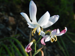 Hesperantha bachmannii