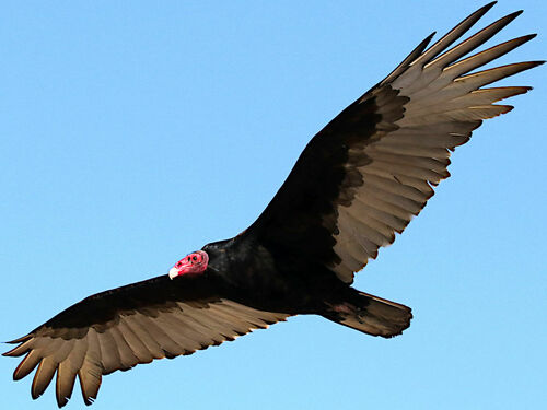 Turkey Vulture, photo 2 of 10