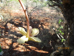 Sesamothamnus lugardii