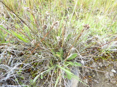 Luzula ulophylla