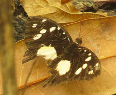 Aterica galene