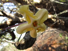 Sesamothamnus lugardii