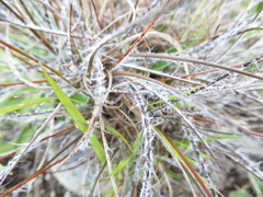 Luzula ulophylla