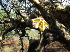 Sesamothamnus lugardii