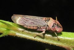 Proconiini