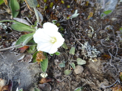 Convolvulus verecundus